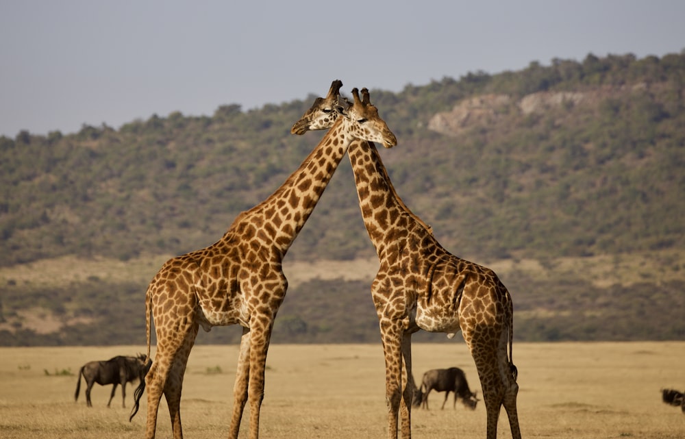 Braune und schwarze Giraffe, die tagsüber auf braunem Sand steht