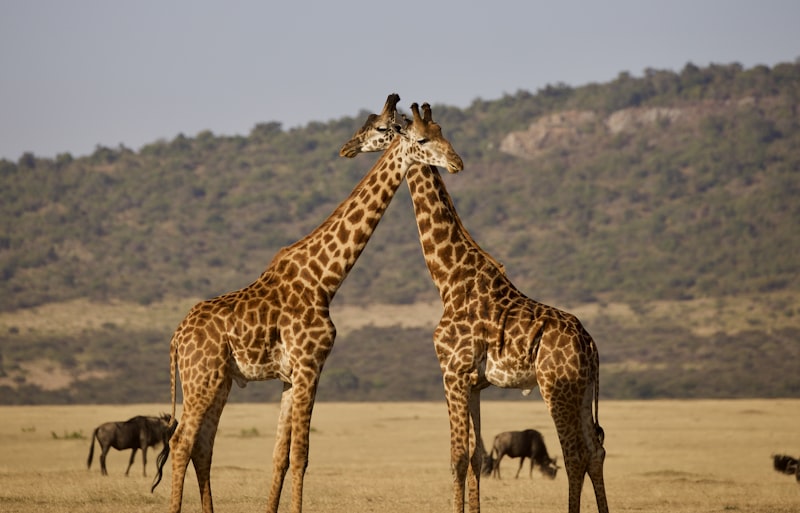 Game drive vehicle watching elephants in Tarangire National Park