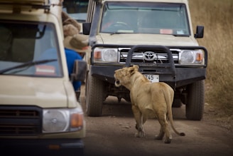 brown lioness on brown dirt during daytime