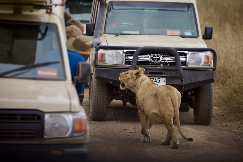 brown lioness on brown dirt during daytime