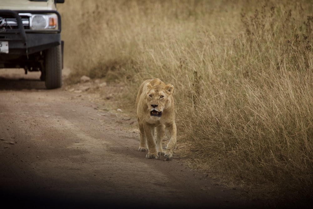 brown lioness walking on brown field during daytime