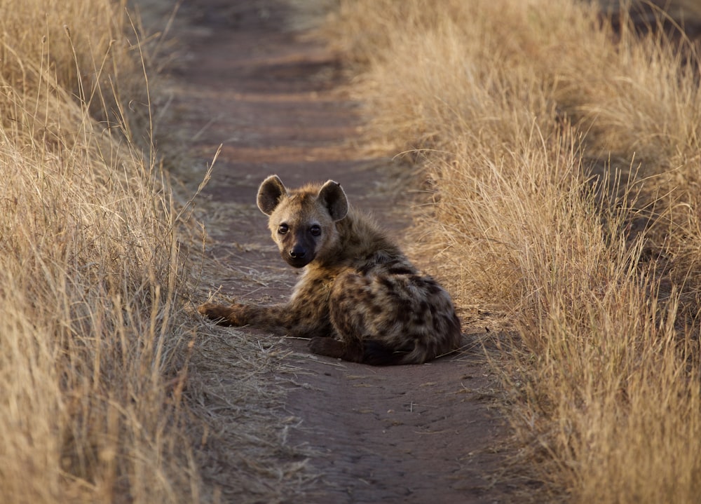 brown and black 4 legged animal on brown grass field during daytime