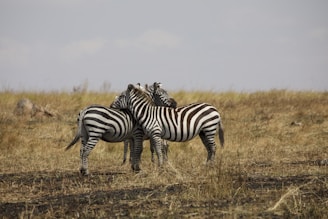2 zebra on brown grass field during daytime