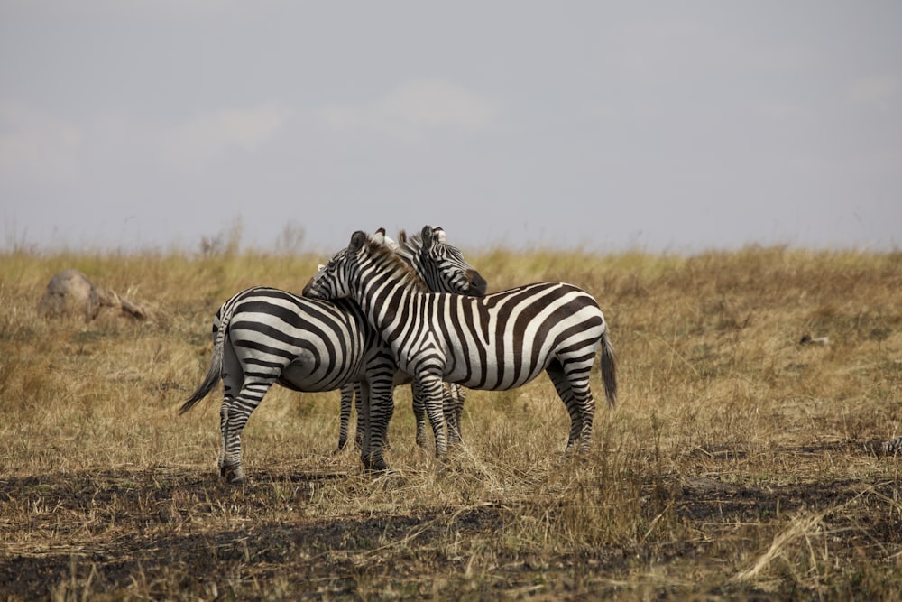 2 zebra sul campo di erba marrone durante il giorno