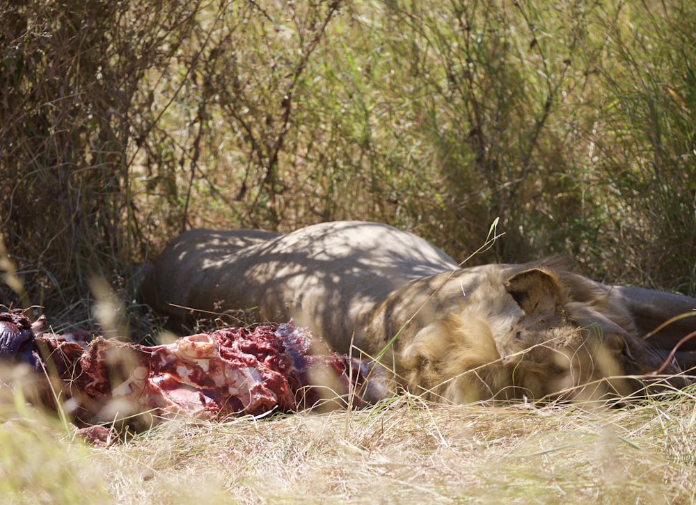 Brauner und schwarzer Leopard auf dem Boden liegend