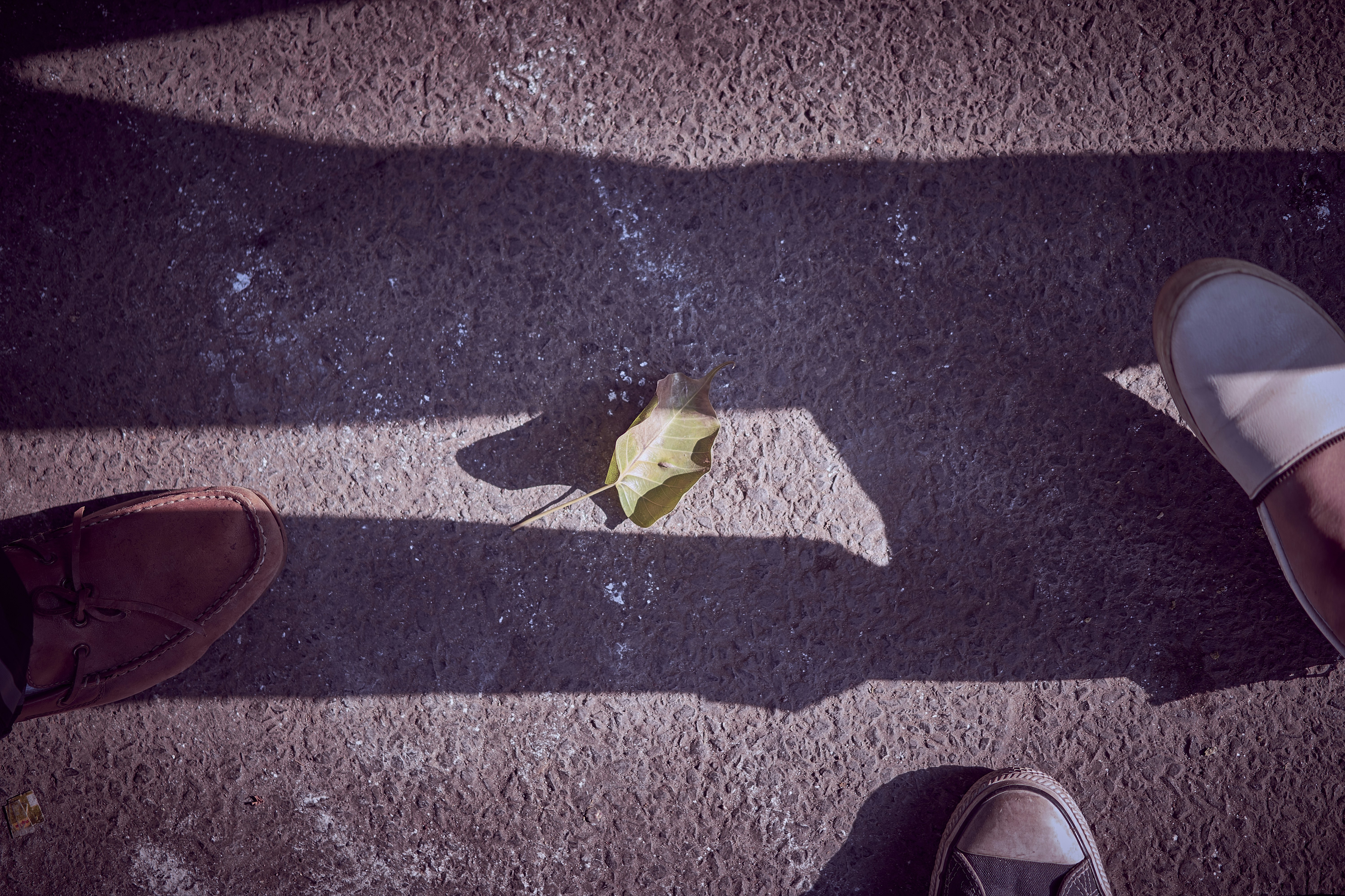 A fallen leaf on the road between shadows