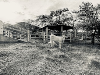 A cow stands in a grassy field surrounded by a wooden fence and trees. There's a small shelter in the background under an overcast sky, creating a serene pastoral scene.