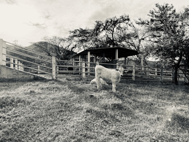 A cow stands in a grassy field surrounded by a wooden fence and trees. There's a small shelter in the background under an overcast sky, creating a serene pastoral scene.