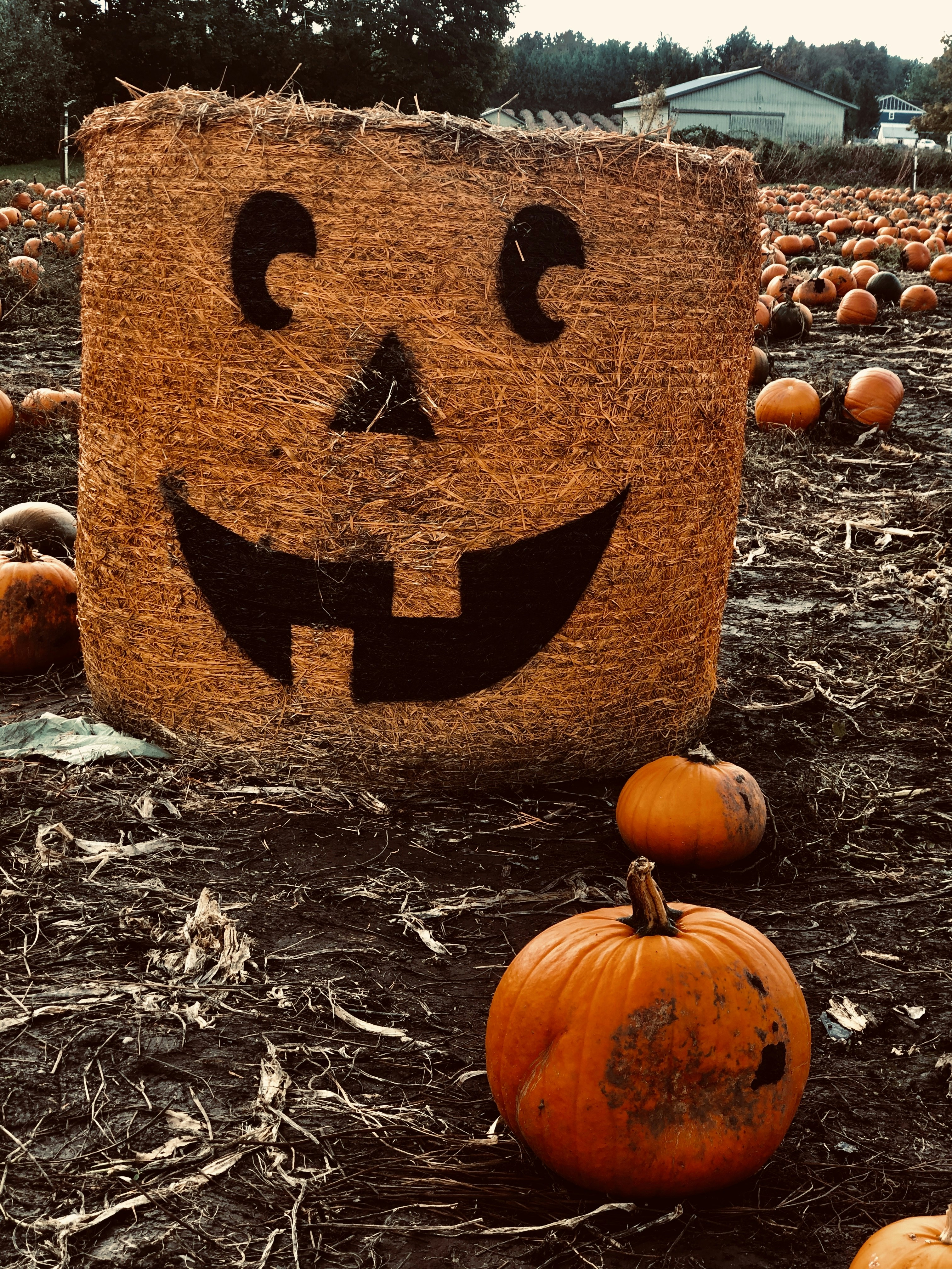 jack o lantern on brown dried leaves