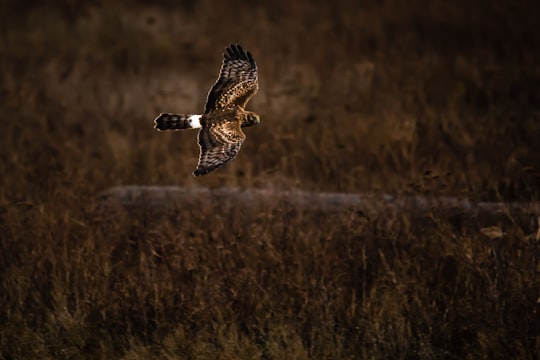 brown and white bird flying over brown grass field during daytime in Delta Canada