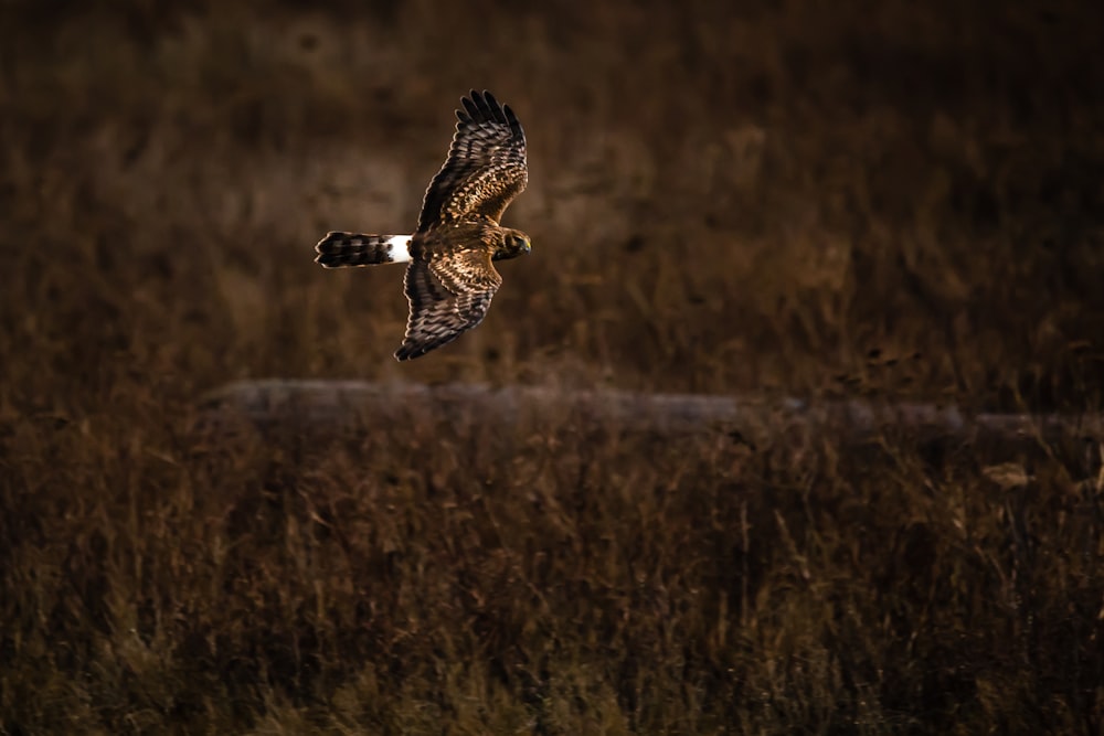 brown and white bird flying over brown grass field during daytime