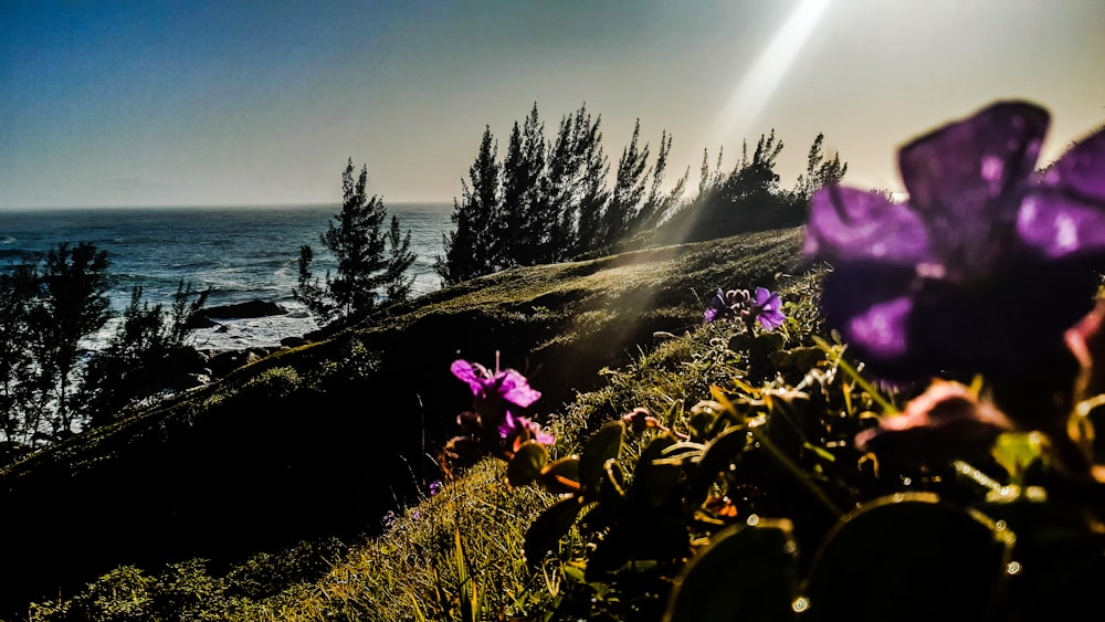 purple flower near body of water during daytime