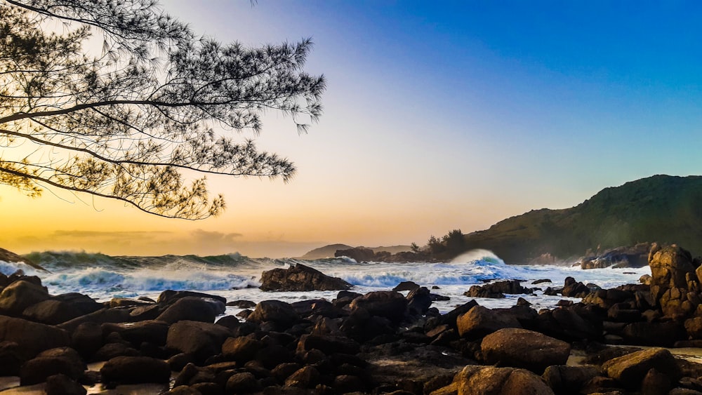 rocky shore with rocks and trees during sunrise