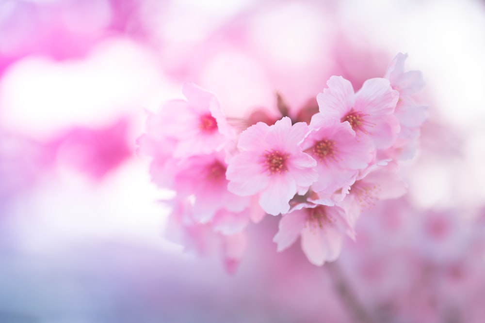 pink cherry blossom in close up photography