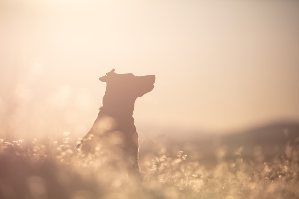 brown short coat dog on yellow grass field during sunset