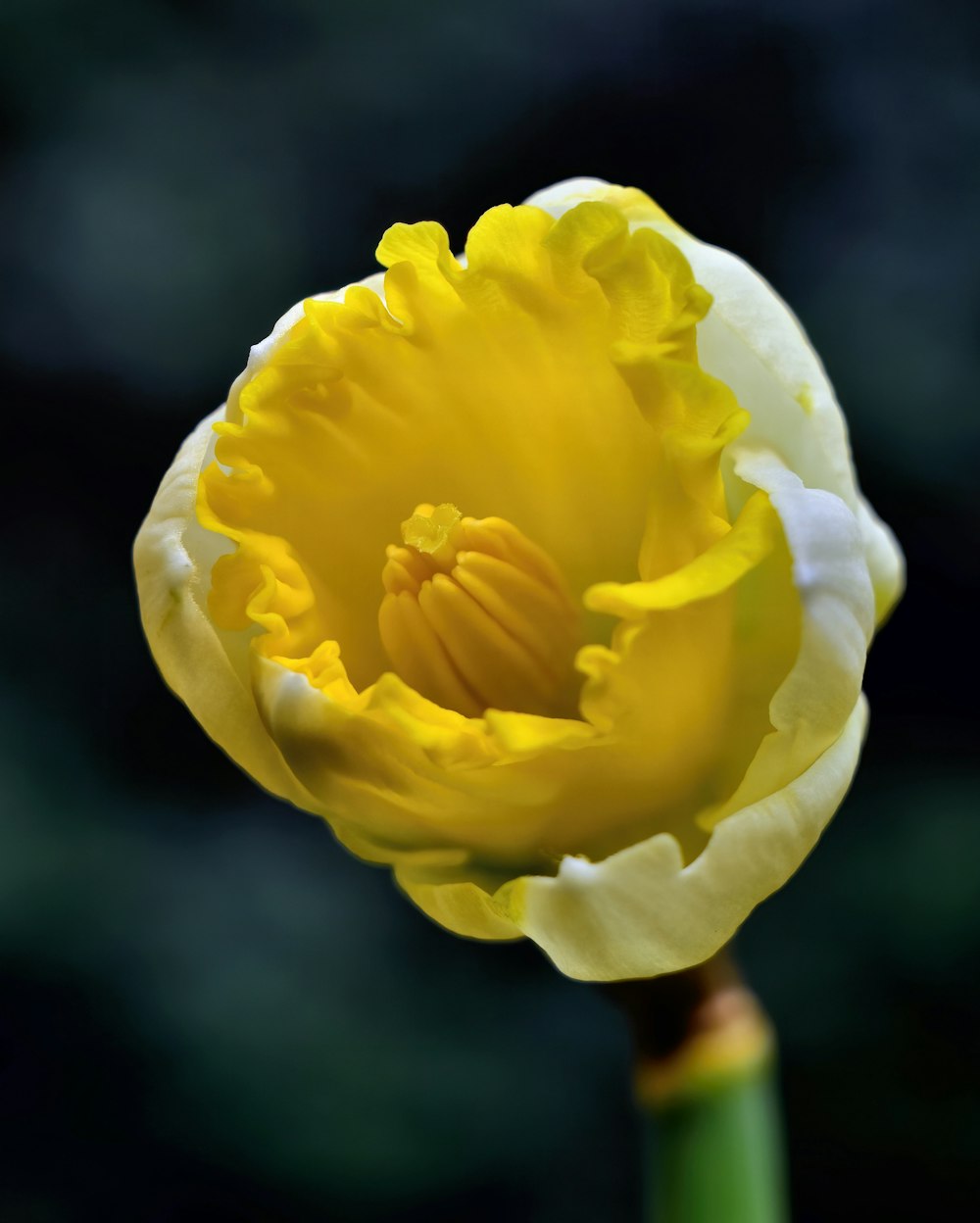 yellow flower in tilt shift lens