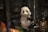A decorative panda figurine with black and white colors sits holding a slender, green object that resembles bamboo. The panda has a glossy finish and sits among other ornate items, including what appears to be intricately designed figures or objects with gold, green, and maroon colors.
