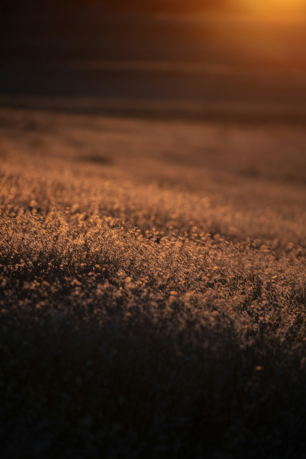 brown sand during night time