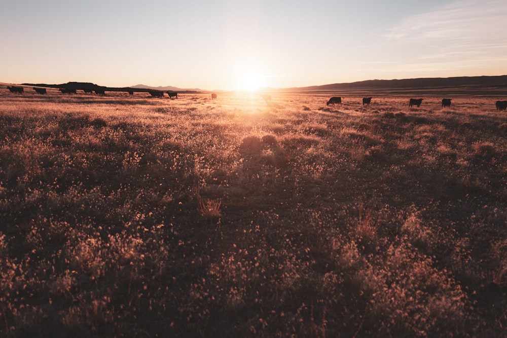 brown grass field during daytime