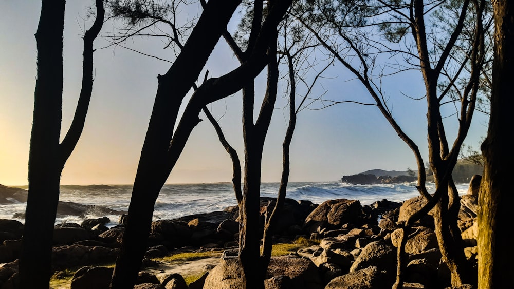 brown tree trunk on seashore during daytime