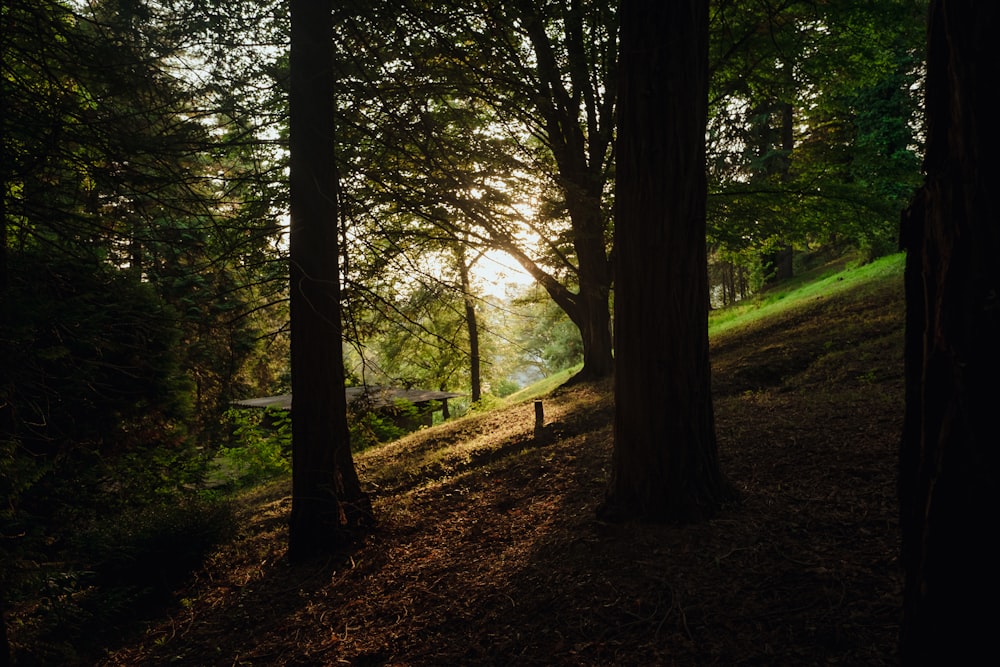 green trees on brown soil during daytime