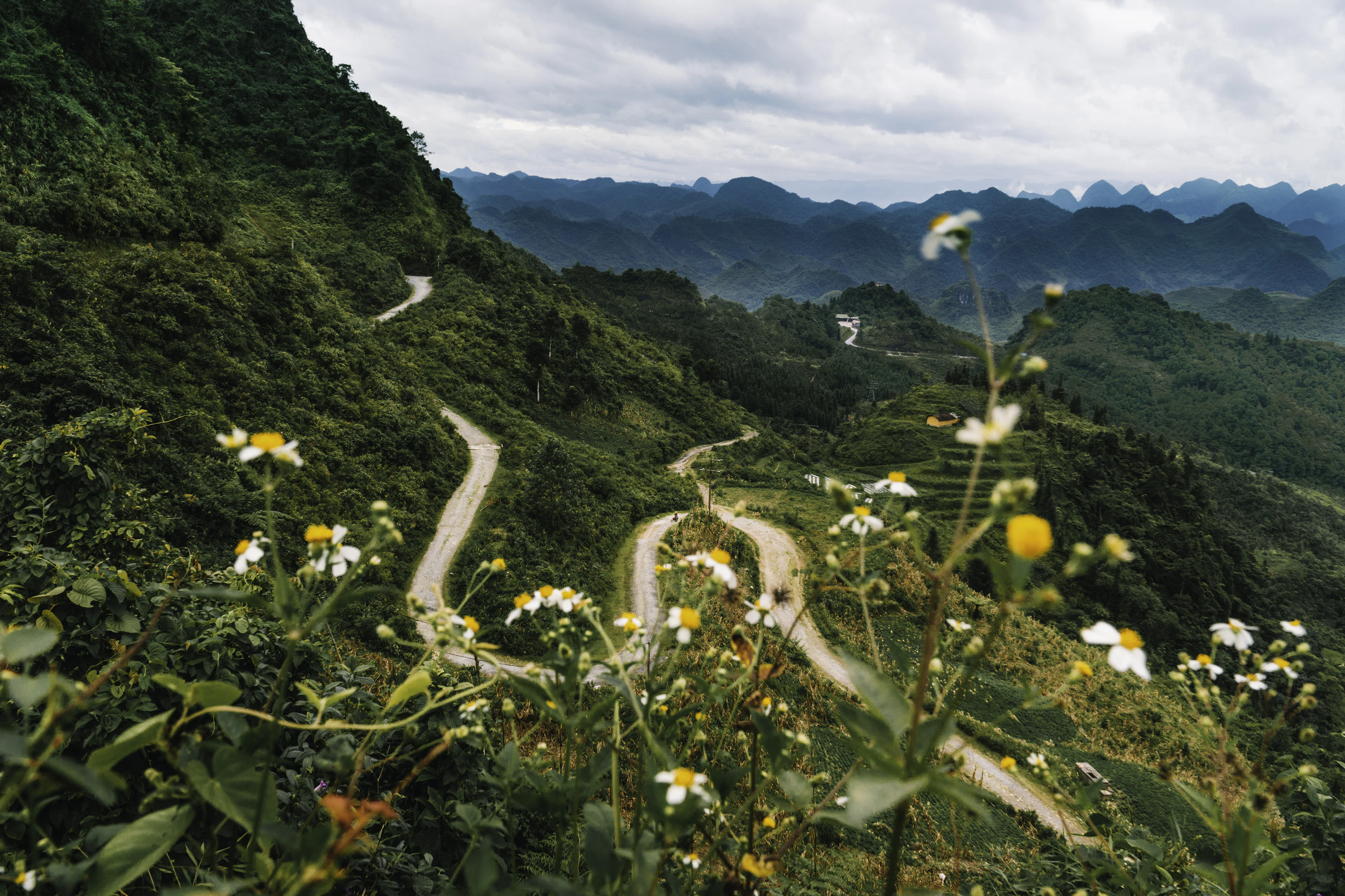 A mountain road winding in hairpins, seen from the Quan Ba Heaven Gate, with wild flowers in the foreground