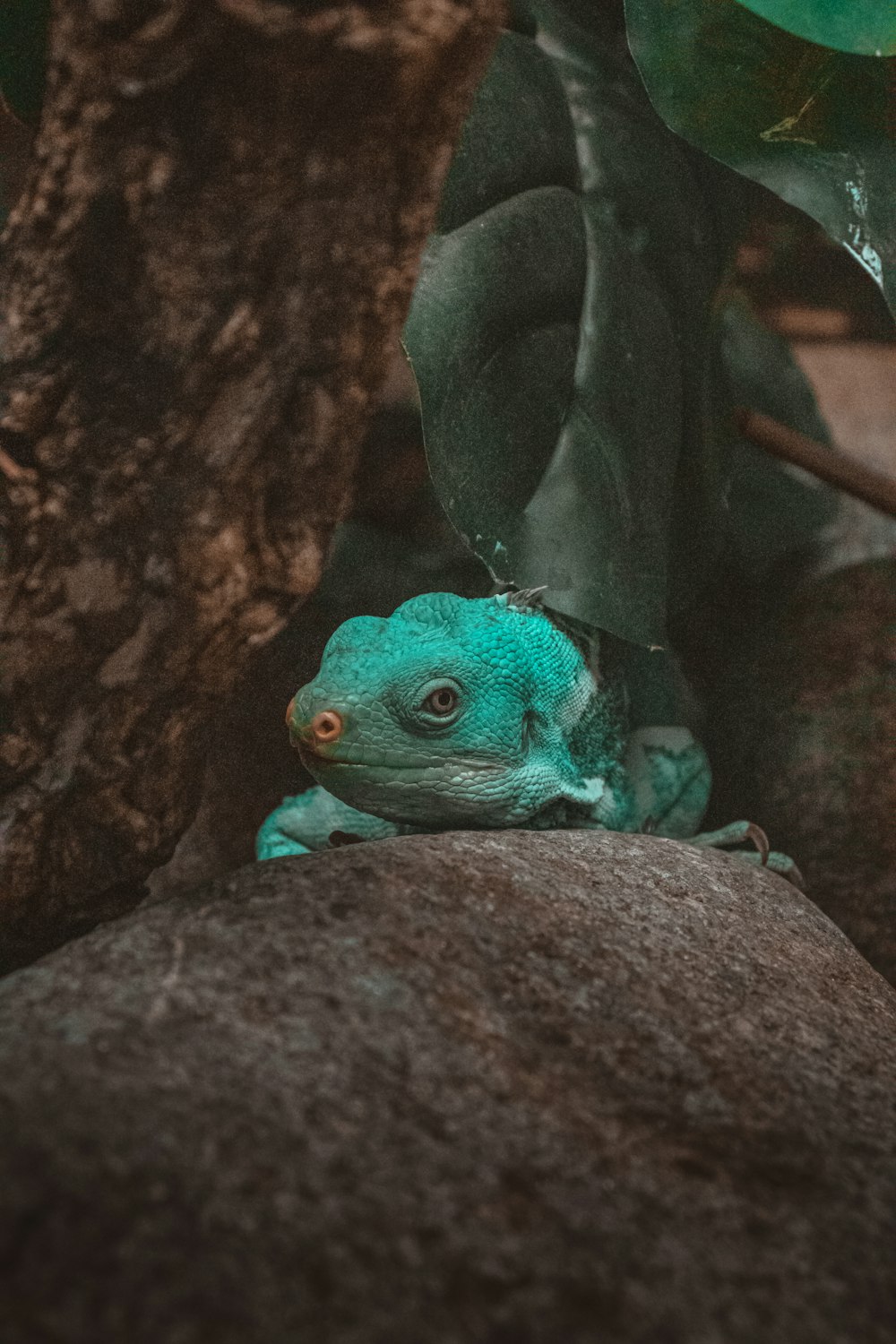 blue and green lizard on brown rock