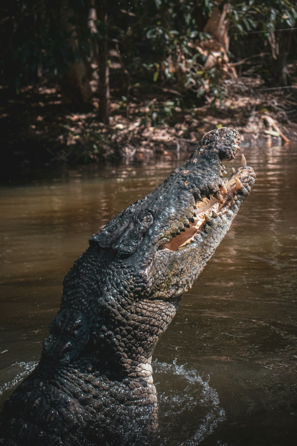 crocodile on body of water during daytime
