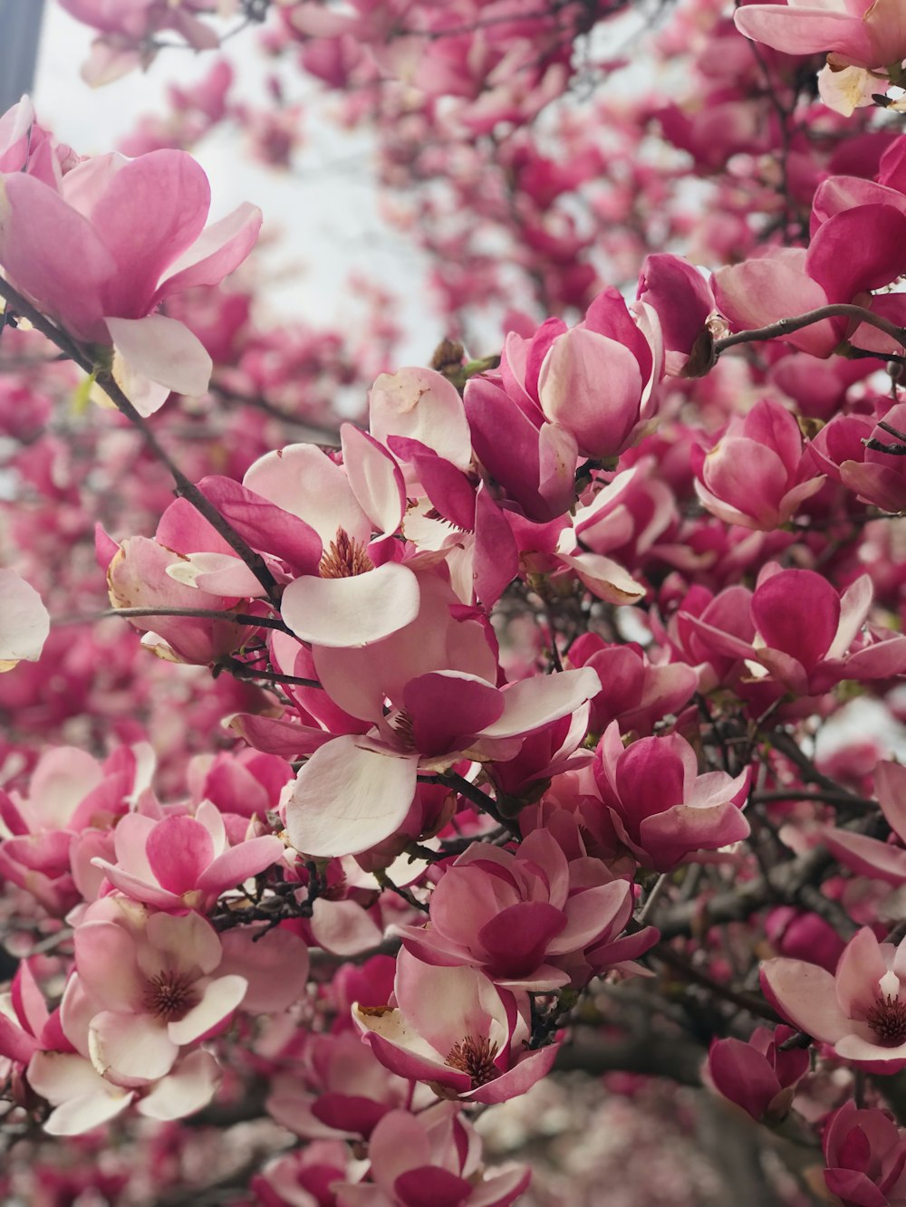 pink and white flowers during daytime