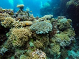 green coral reef under water