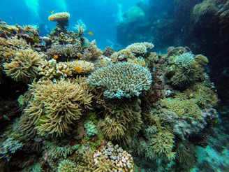 green coral reef under water