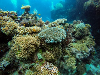 green coral reef under water