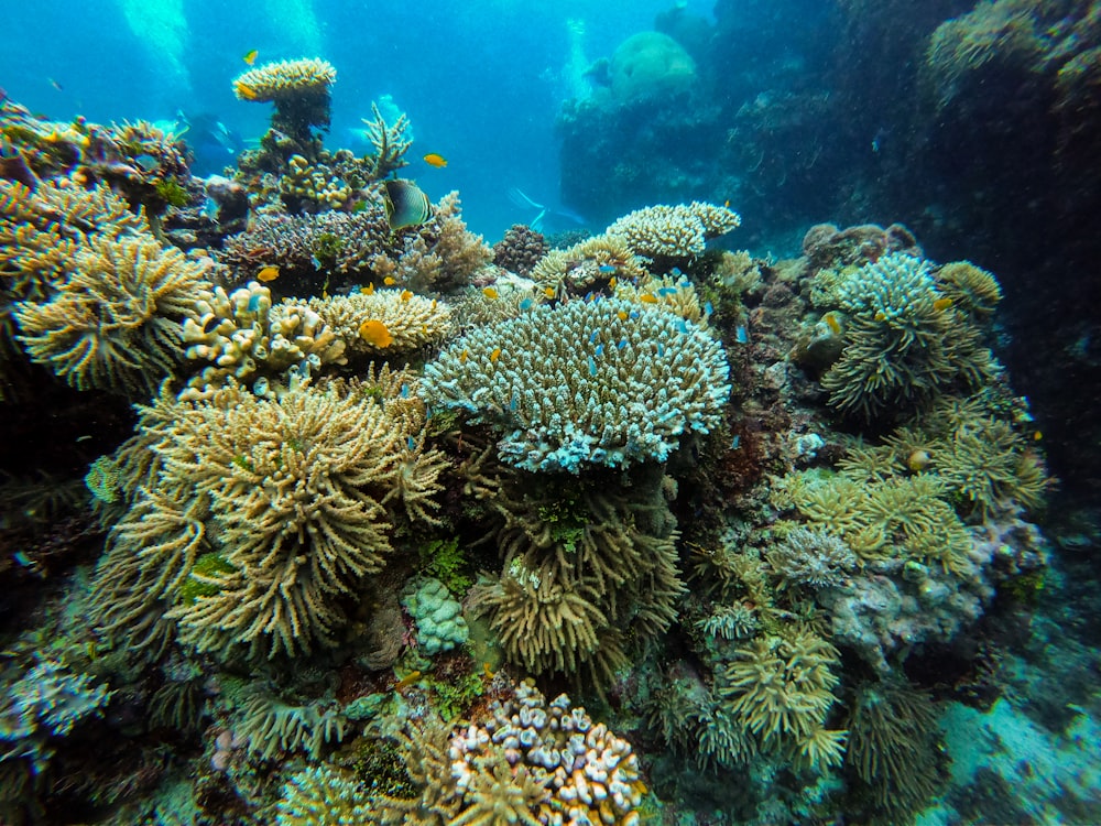 green coral reef under water