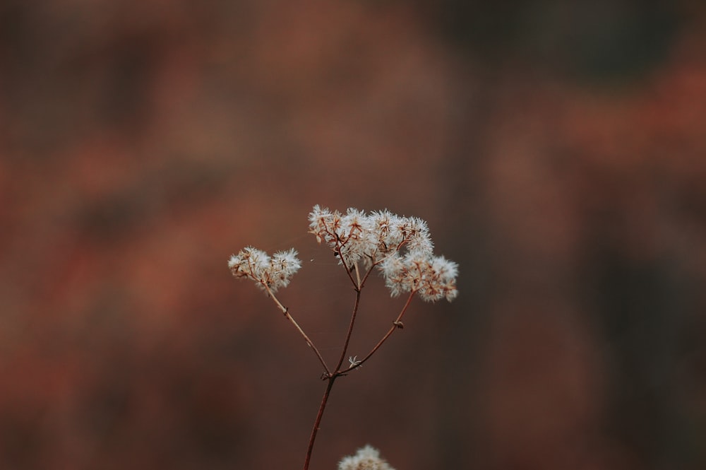 white flower on brown stem