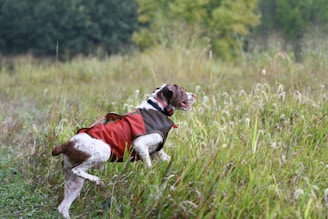 Best Scent Training Kits for Upland & Waterfowl Dogs