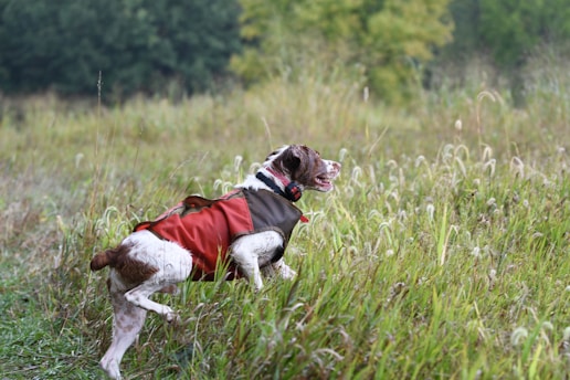 Best Scent Training Kits for Upland & Waterfowl Dogs