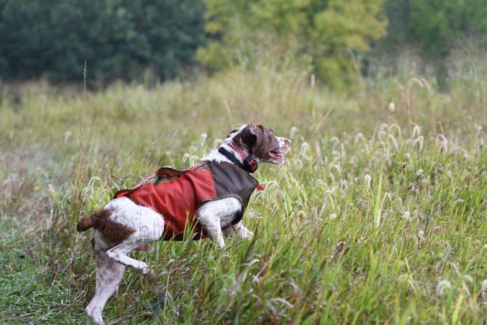 weißer und brauner kurzhaariger Hund tagsüber auf grünem Grasfeld