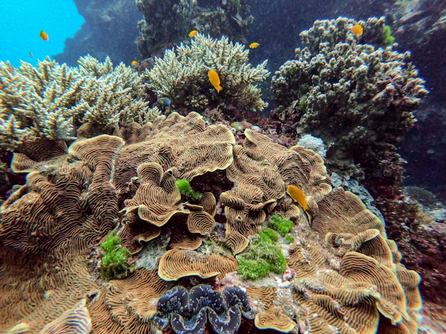 yellow and black coral reef