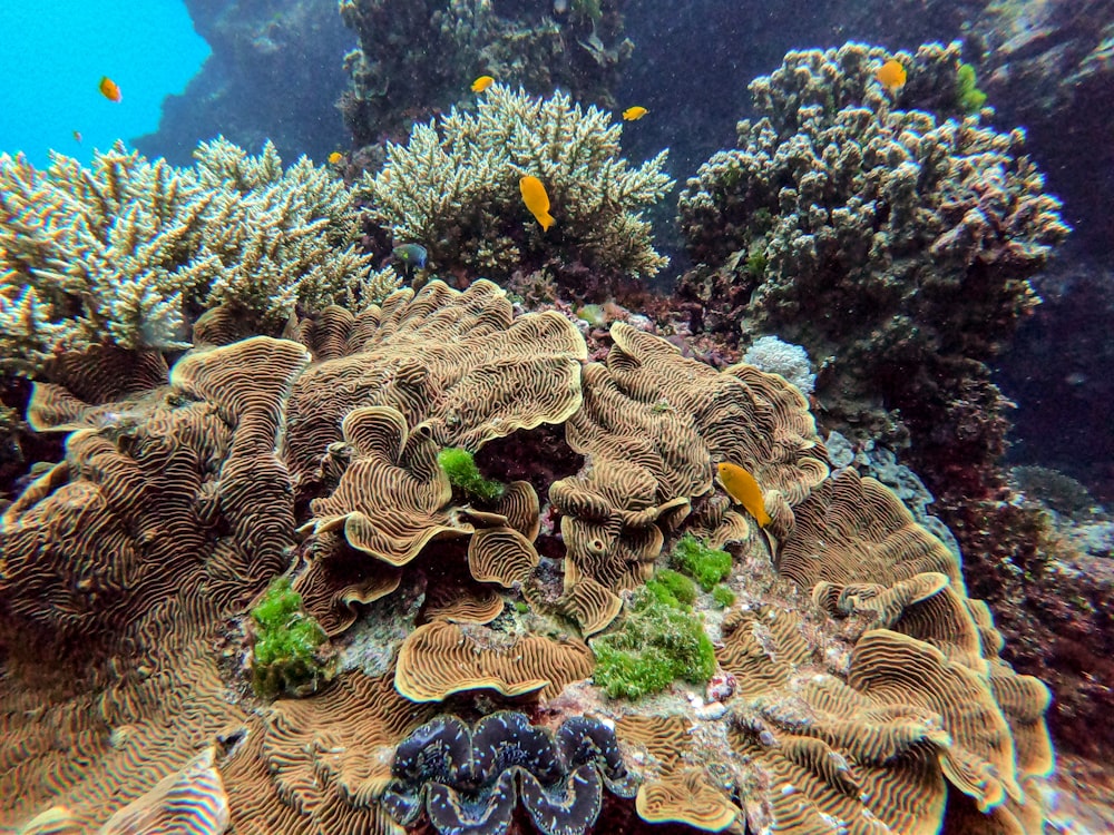 yellow and black coral reef