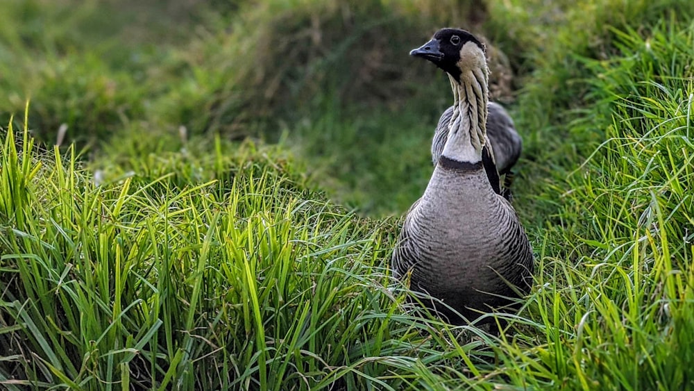 grey and black duck on green grass field during daytime