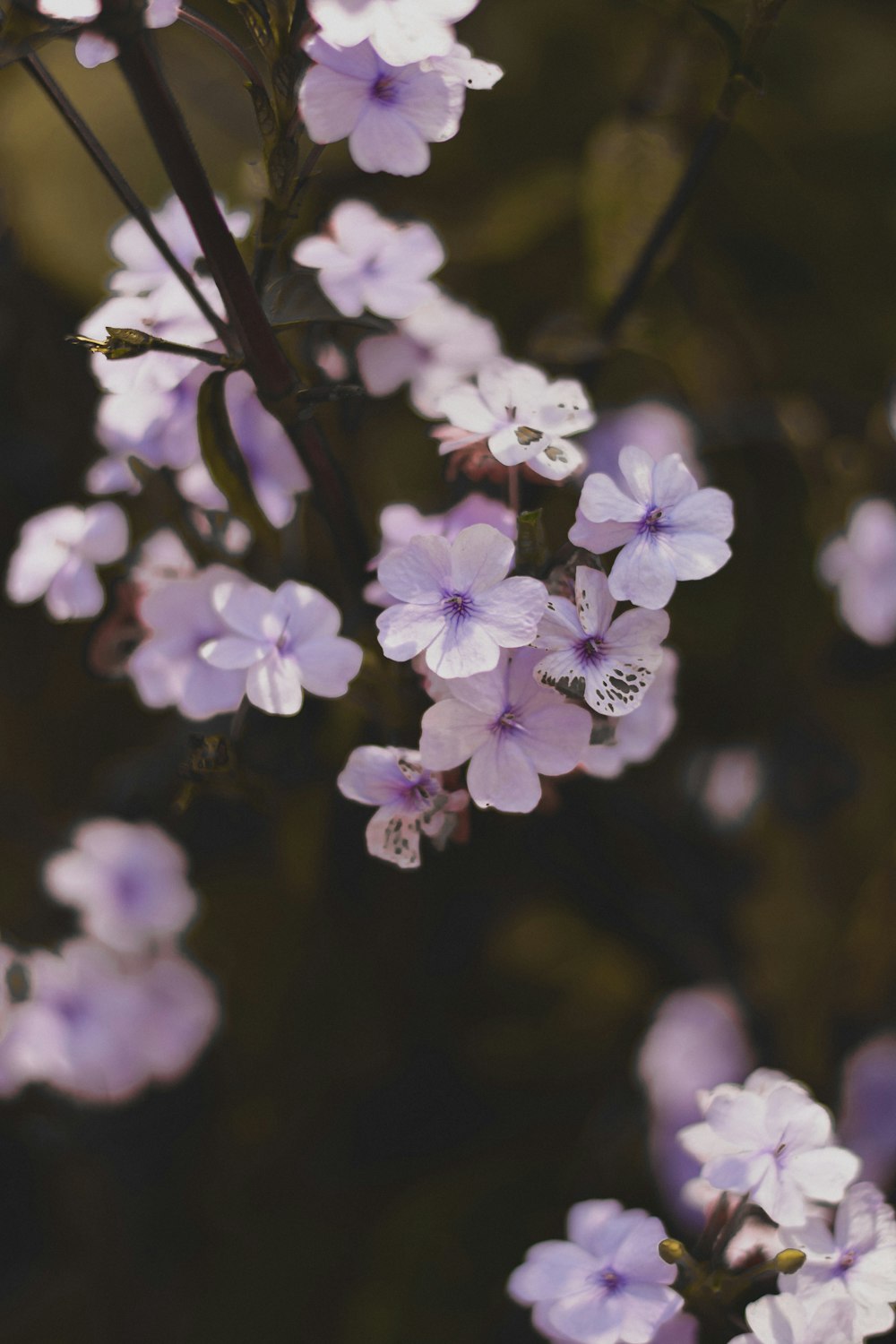 purple flower in tilt shift lens