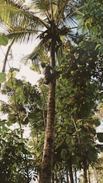black bird on brown tree branch during daytime