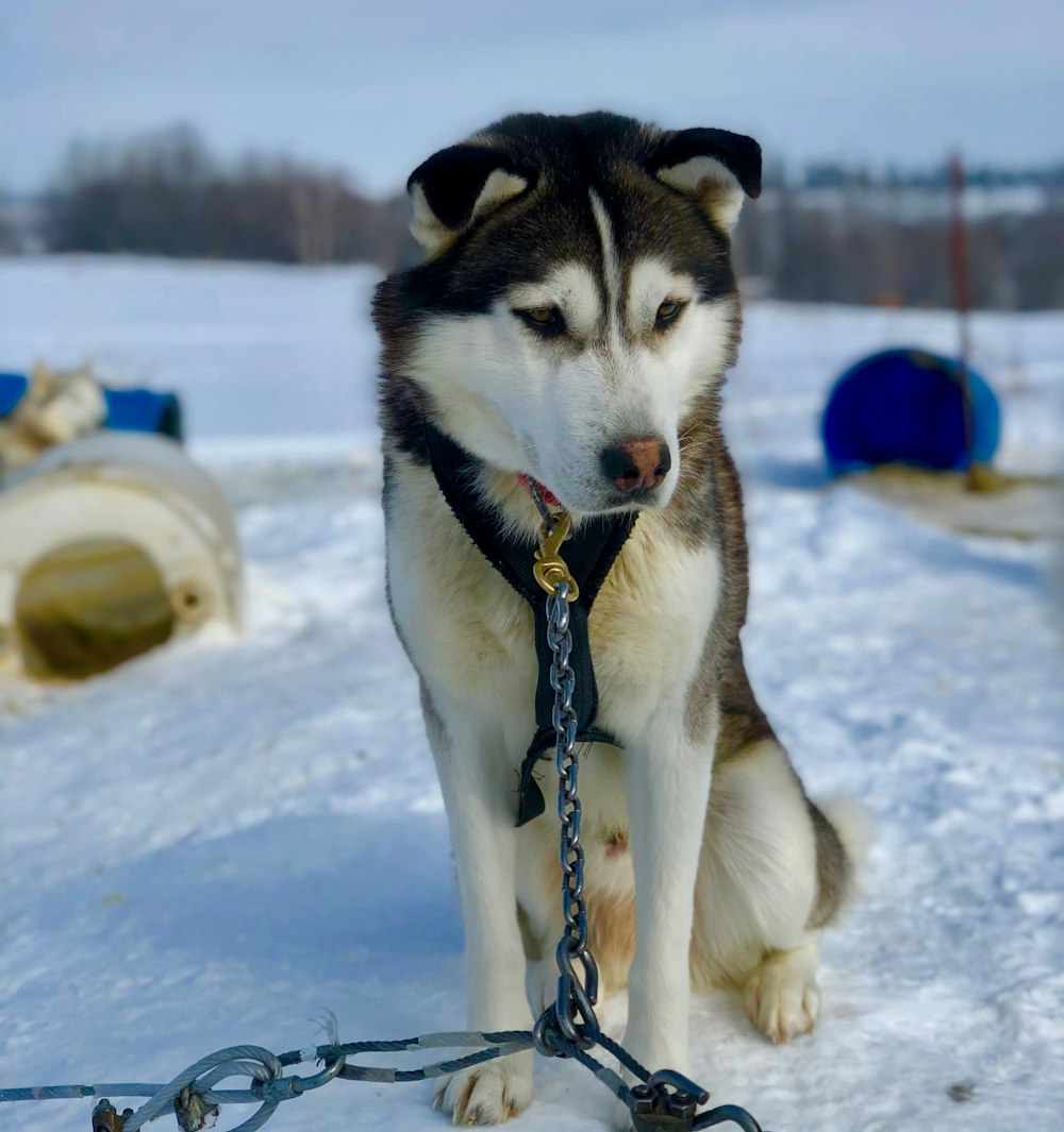 white and black siberian husky on snow covered ground during daytime