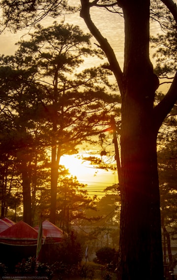 A serene sunrise over the campgrounds, with soft golden light filtering through tall trees.