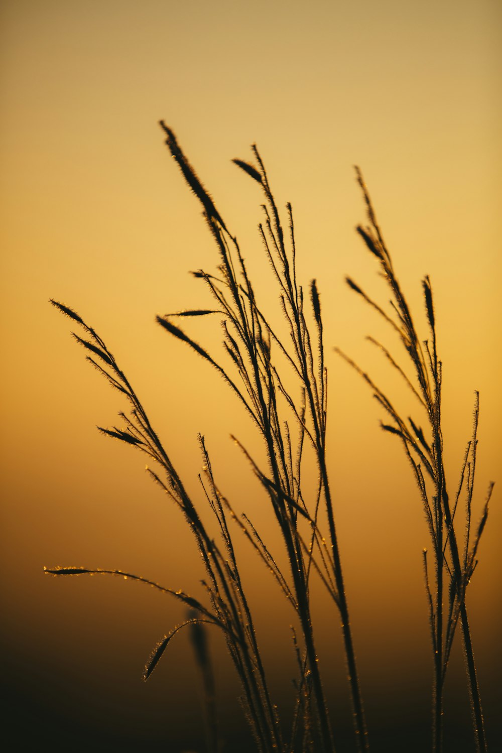 herbe brune sous un ciel orangé