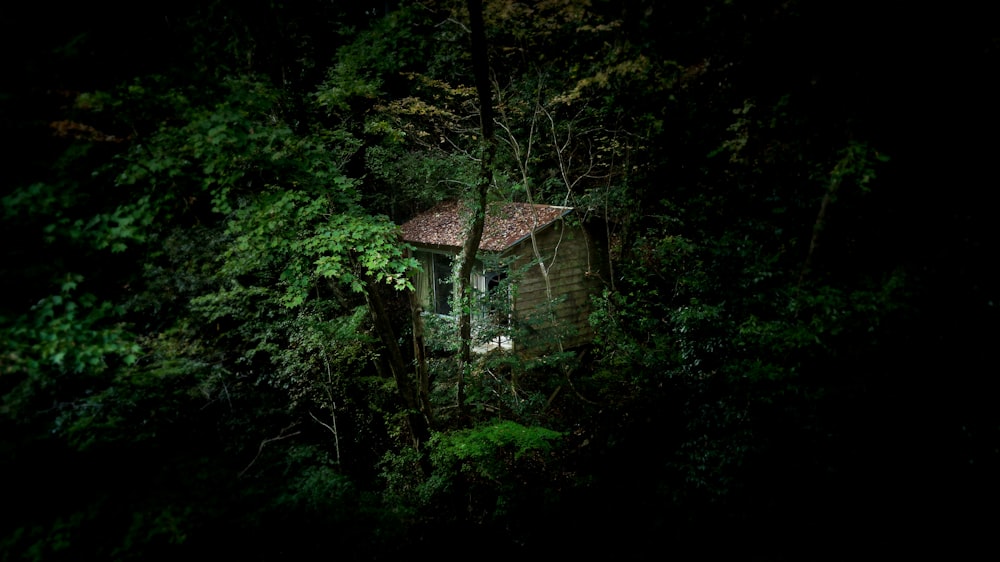 brown wooden house in the middle of forest