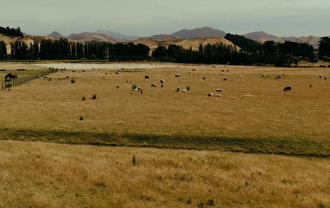 Plain photo spot Christchurch Godley Head