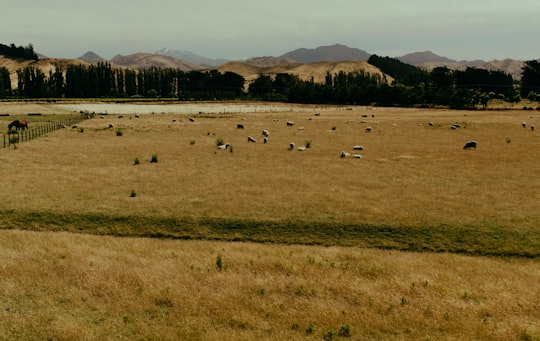 brown grass field with animals on field during daytime in Christchurch New Zealand