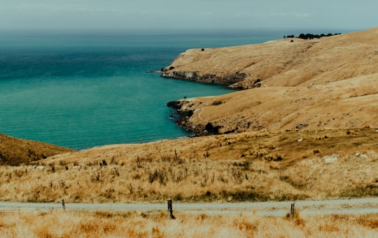 person standing on brown grass field near blue sea during daytime in Godley Head New Zealand