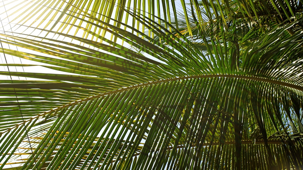 green palm tree during daytime